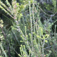 Epacris breviflora at Tinderry, NSW - 15 Mar 2023