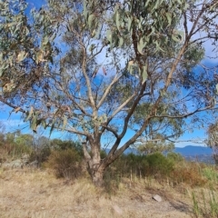 Eucalyptus nortonii (Mealy Bundy) at Mount Taylor - 15 Mar 2023 by LPadg