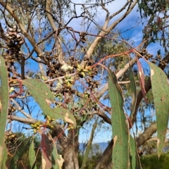 Eucalyptus nortonii at Mount Taylor - 16 Mar 2023