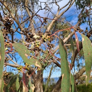 Eucalyptus nortonii at Mount Taylor - 16 Mar 2023