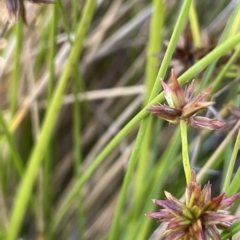 Juncus fockei (A Rush) at Tinderry, NSW - 15 Mar 2023 by JaneR