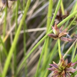 Juncus fockei at Tinderry, NSW - 15 Mar 2023