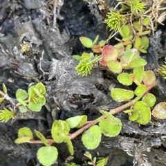 Gonocarpus micranthus subsp. micranthus at Tinderry, NSW - 15 Mar 2023