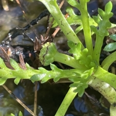 Cotula alpina (Alpine Cotula) at Tinderry, NSW - 15 Mar 2023 by JaneR