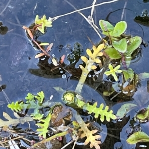 Cotula alpina at Tinderry, NSW - 15 Mar 2023