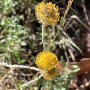 Coronidium monticola at Tinderry, NSW - 15 Mar 2023