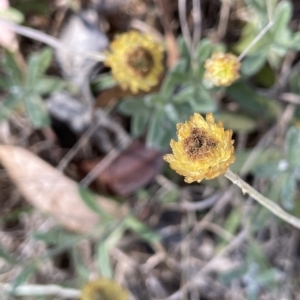 Coronidium monticola at Tinderry, NSW - 15 Mar 2023 10:21 AM