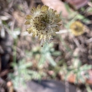 Coronidium monticola at Tinderry, NSW - 15 Mar 2023 10:21 AM