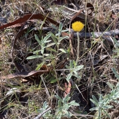 Coronidium monticola at Tinderry, NSW - 15 Mar 2023