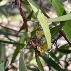 Persoonia silvatica (Forest Geebung) at Tinderry, NSW - 15 Mar 2023 by JaneR