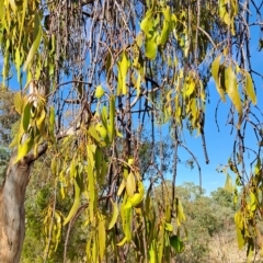 Amyema miquelii (Box Mistletoe) at Mount Taylor - 15 Mar 2023 by LPadg