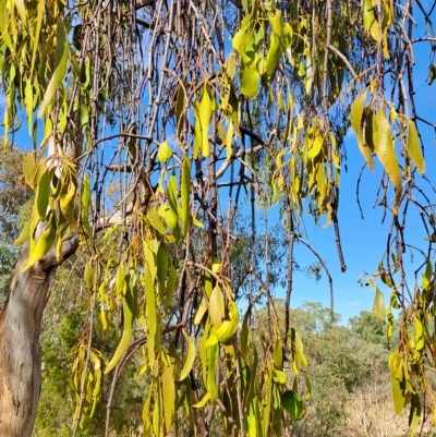 Amyema miquelii (Box Mistletoe) at Kambah, ACT - 15 Mar 2023 by LPadg