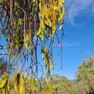 Amyema miquelii at Kambah, ACT - 16 Mar 2023 09:44 AM