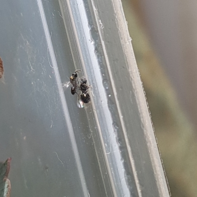 Chalcidoidea (superfamily) (A gall wasp or Chalcid wasp) at Isaacs, ACT - 17 Mar 2023 by Mike