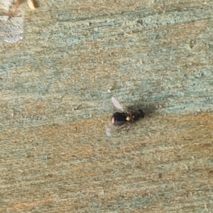 Chalcidoidea (superfamily) at Isaacs, ACT - 17 Mar 2023