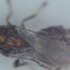 Chalcidoidea (superfamily) at Isaacs, ACT - suppressed