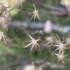 Senecio prenanthoides (Common Forest Fireweed) at Tinderry Mountains - 15 Mar 2023 by JaneR