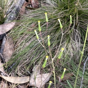 Senecio prenanthoides at Tinderry, NSW - 15 Mar 2023