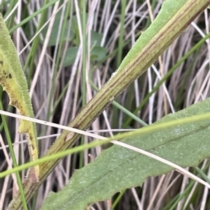 Senecio prenanthoides at Tinderry, NSW - 15 Mar 2023