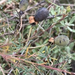 Gompholobium huegelii (pale wedge–pea) at Tinderry, NSW - 15 Mar 2023 by JaneR