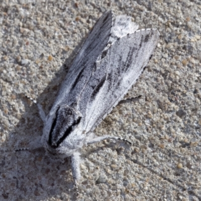 Endoxyla secta (A Wood moth) at Kambah, ACT - 16 Mar 2023 by CanberraDSN