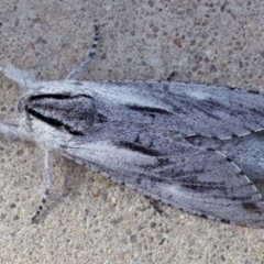 Endoxyla secta at Kambah, ACT - 16 Mar 2023 10:44 AM