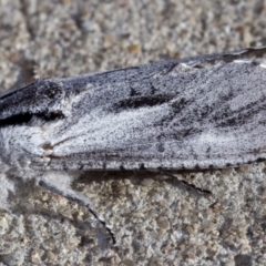 Endoxyla secta at Kambah, ACT - 16 Mar 2023 10:44 AM