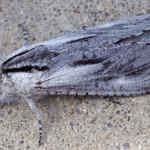 Endoxyla secta at Kambah, ACT - 16 Mar 2023 10:44 AM