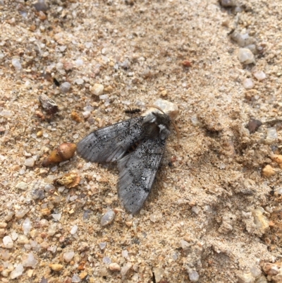Oenosandra boisduvalii (Boisduval's Autumn Moth) at Namadgi National Park - 14 Mar 2023 by Minz
