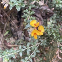 Oxylobium ellipticum at Tinderry, NSW - 15 Mar 2023 01:21 PM