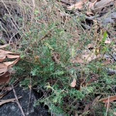 Leucopogon fletcheri subsp. brevisepalus (Twin Flower Beard-Heath) at Wanniassa Hill - 14 Mar 2023 by LPadg