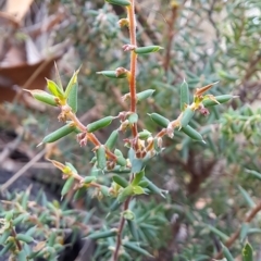 Styphelia fletcheri subsp. brevisepala at Fadden, ACT - 15 Mar 2023