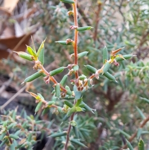 Styphelia fletcheri subsp. brevisepala at Fadden, ACT - 15 Mar 2023