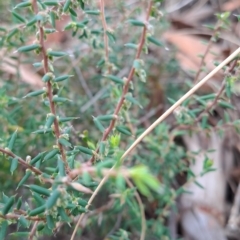 Leucopogon fletcheri subsp. brevisepalus at Fadden, ACT - 15 Mar 2023