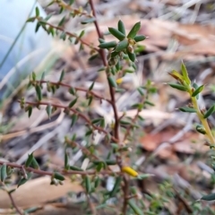 Leucopogon fletcheri subsp. brevisepalus at Fadden, ACT - 15 Mar 2023