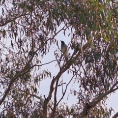 Coracina novaehollandiae (Black-faced Cuckooshrike) at Mount Taylor - 15 Mar 2023 by LPadg