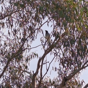 Coracina novaehollandiae at Pearce, ACT - 16 Mar 2023