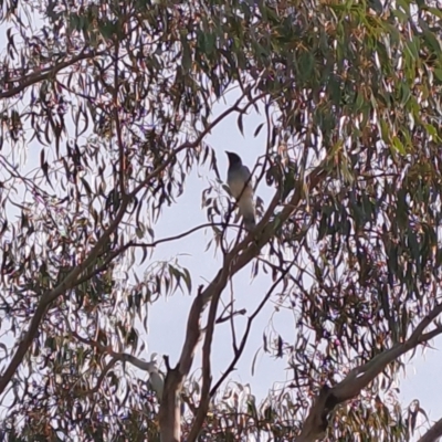 Coracina novaehollandiae (Black-faced Cuckooshrike) at Mount Taylor - 15 Mar 2023 by LPadg