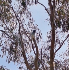 Coracina novaehollandiae at Pearce, ACT - 16 Mar 2023