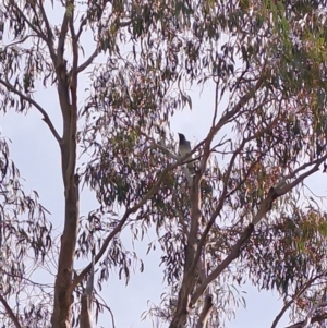 Coracina novaehollandiae at Pearce, ACT - 16 Mar 2023