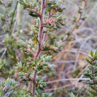 Styphelia attenuata (Small-leaved Beard Heath) at Fadden, ACT - 15 Mar 2023 by LPadg