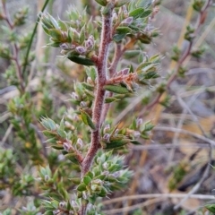 Styphelia attenuata at Fadden, ACT - 15 Mar 2023