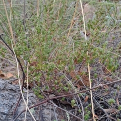 Styphelia attenuata at Fadden, ACT - 15 Mar 2023