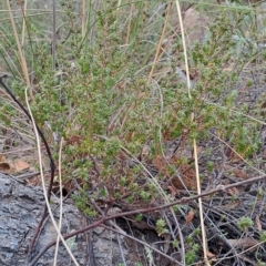 Leucopogon attenuatus at Fadden, ACT - 15 Mar 2023