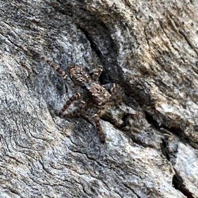 Servaea incana (Hoary Servaea) at Googong, NSW - 15 Mar 2023 by Wandiyali