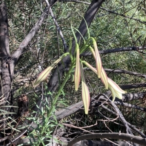 Lilium formosanum at Aranda, ACT - 16 Mar 2023 10:48 AM