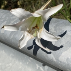 Lilium formosanum at Aranda, ACT - 16 Mar 2023 10:48 AM