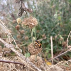 Agonoscelis rutila (Horehound bug) at Black Mountain - 5 Mar 2023 by W