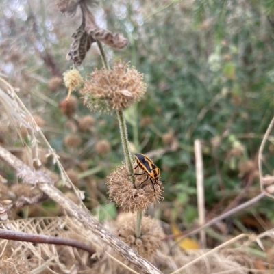 Agonoscelis rutila (Horehound bug) at Black Mountain - 5 Mar 2023 by W