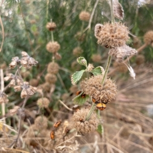 Agonoscelis rutila at Acton, ACT - 5 Mar 2023